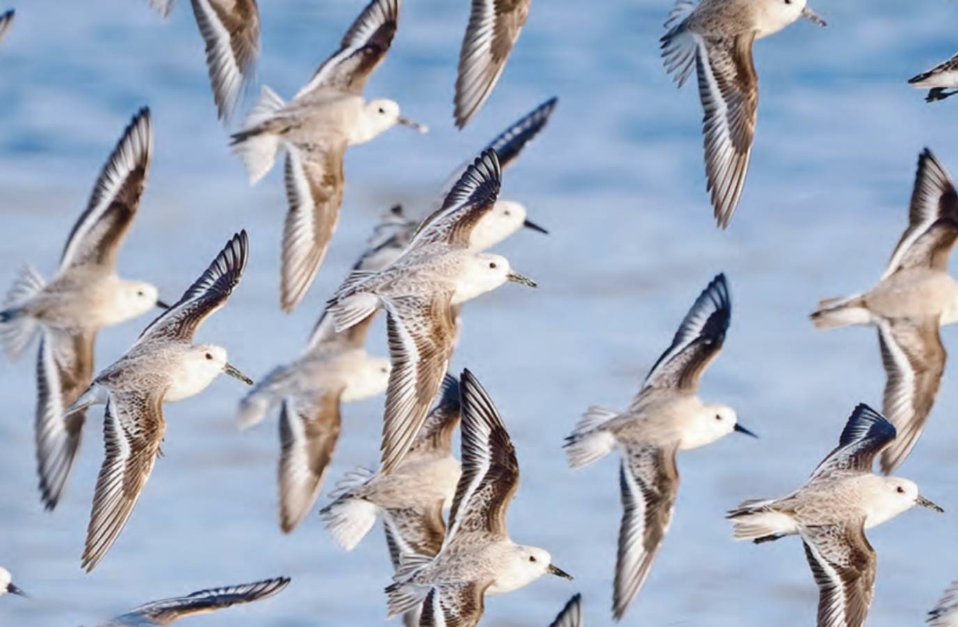 Migratory Species Face Alarming Extinction Risk: UN Report