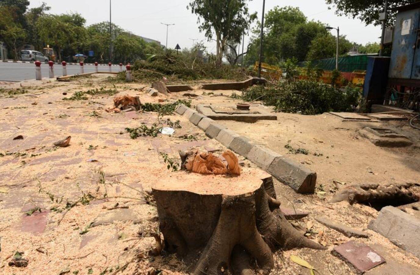 India's Forest Minister Cracks Down on Illicit Tree Felling Amid Fuel Shortage