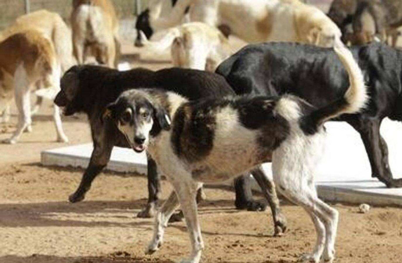 Kerala Elderly Woman Killed, Son Critically Injured in Gruesome Stray Dog Attack