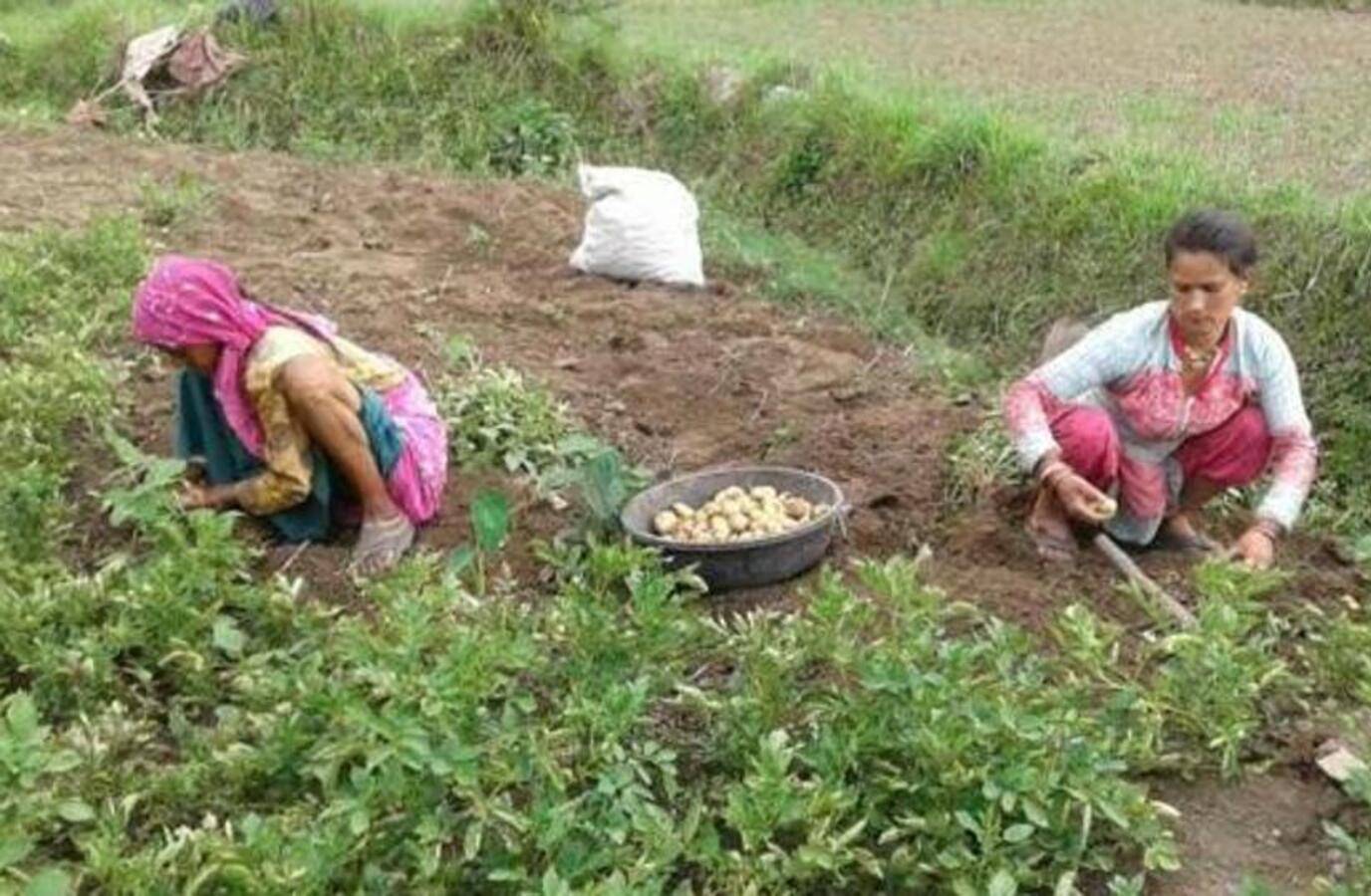 Uttarakhand's Agricultural Land Plummets 16% Since 2000