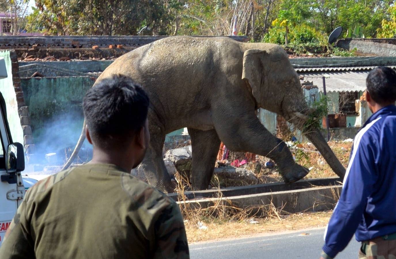 Elephant Attack Claims Life of 49-Year-Old Coffee Grower in Karnataka