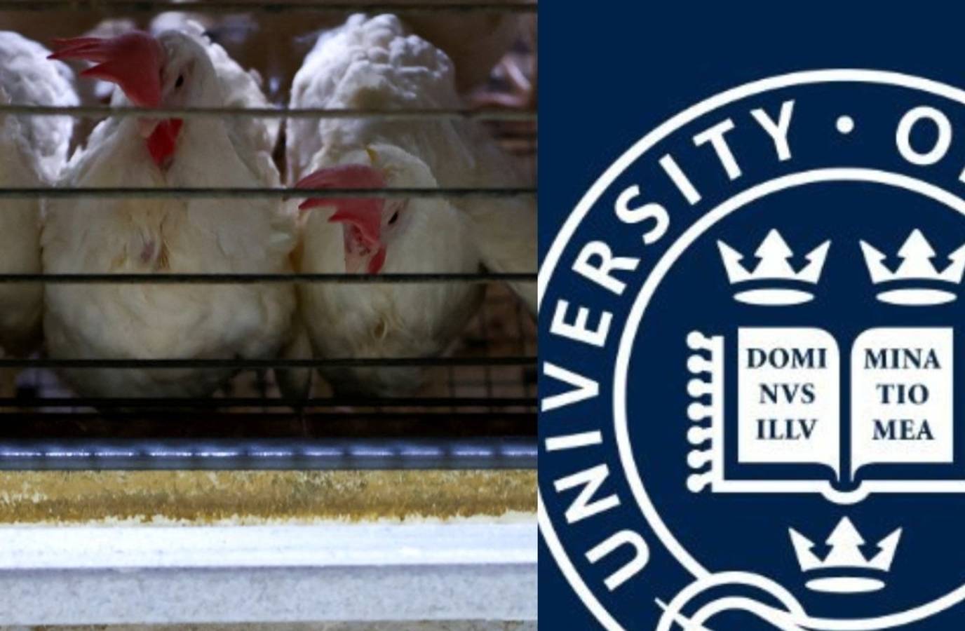 From Rags to Riches: Indian Farmer Invited to Oxford for Poultry Insights