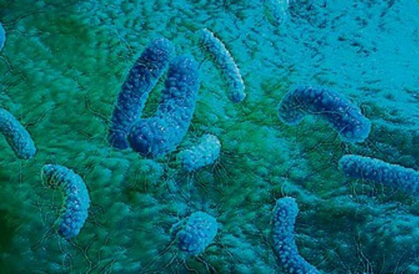 Gut Microbe Link to Human Memory Decline Uncovered in Groundbreaking Study