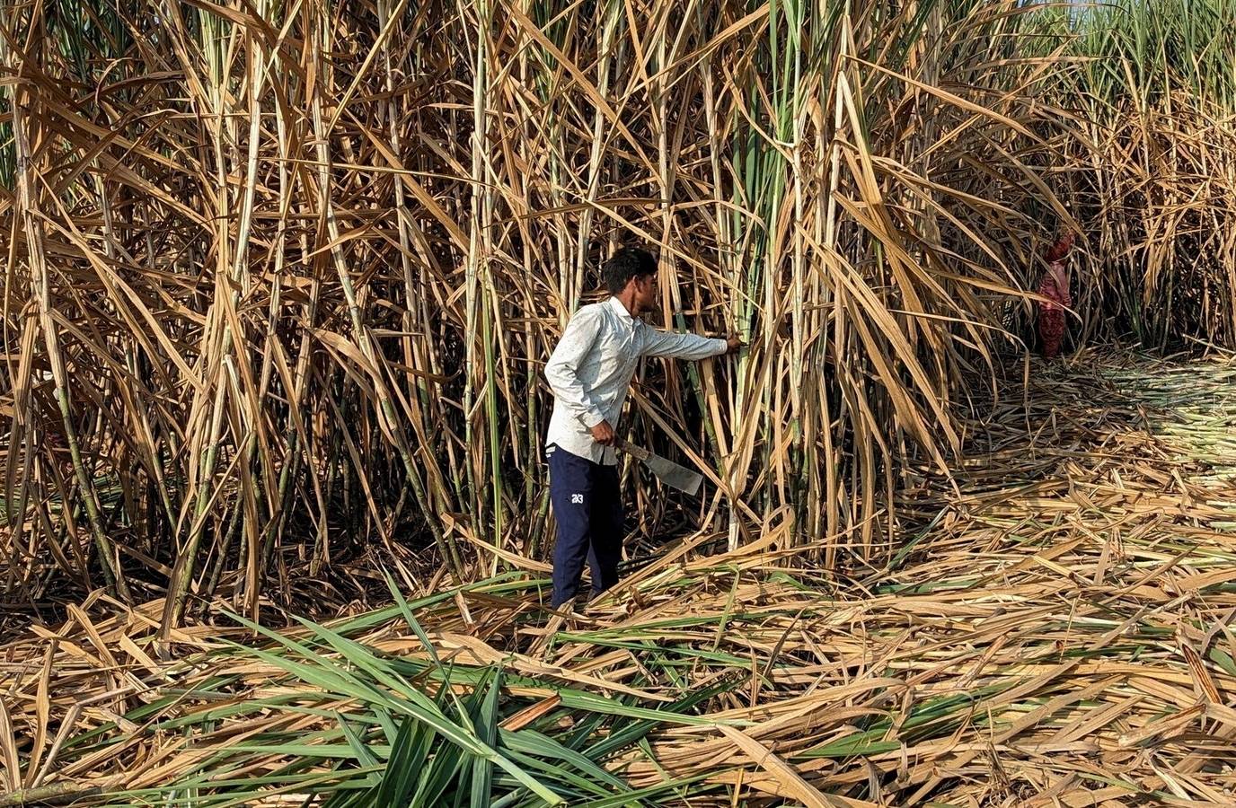India's Harvest in Jeopardy: Unseasonal Rains and Hailstorms Wreak Havoc