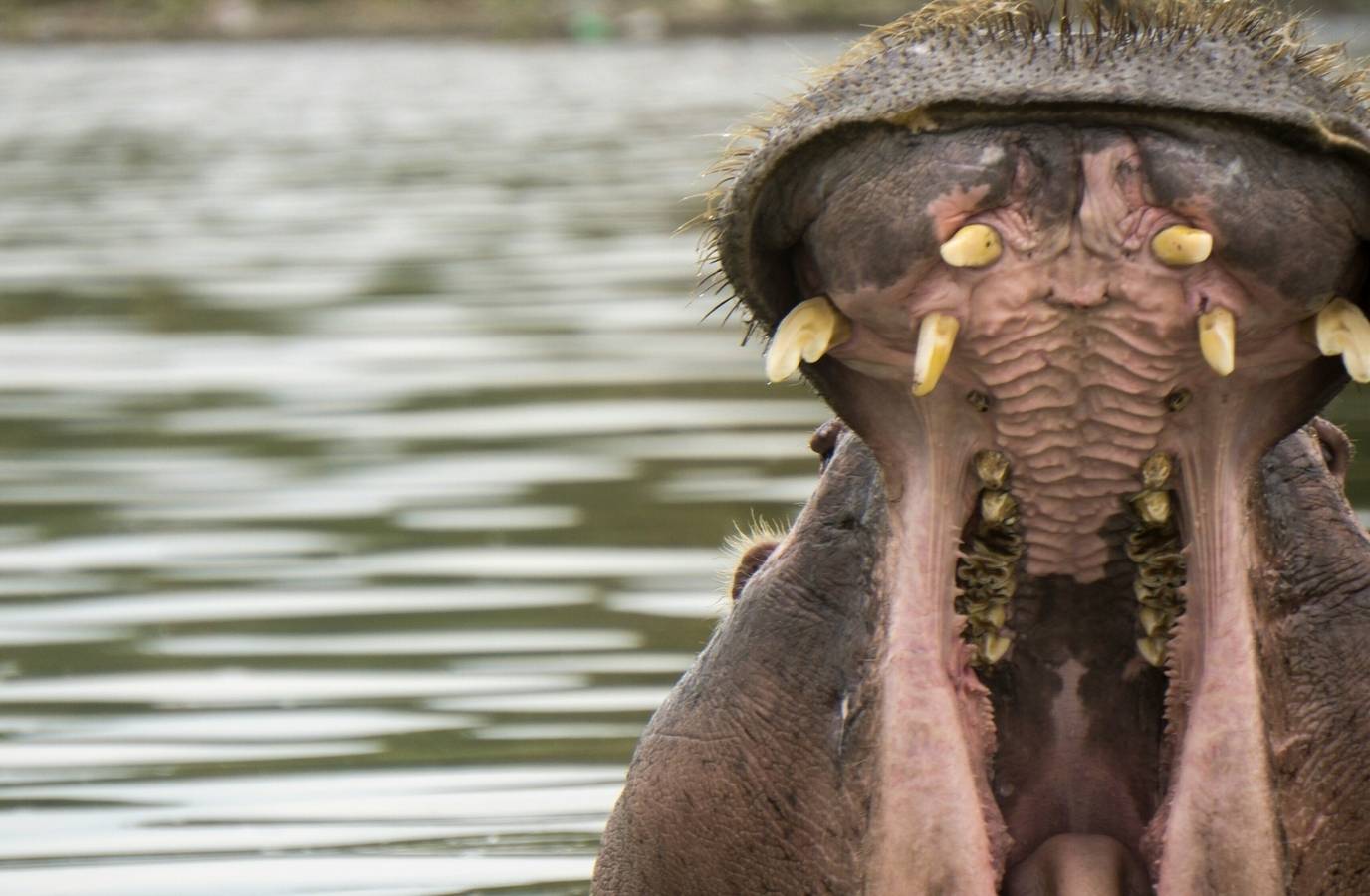 Veterinarian Killed by Hippopotamus in Karnataka Zoo