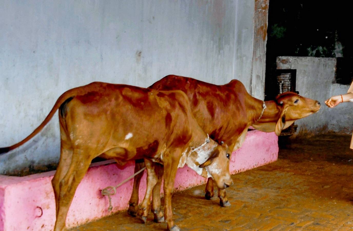 Yogi Adityanath's Cow Protection Plan: Honouring Contributors, Fodder Banks, and CCTV Surveillance