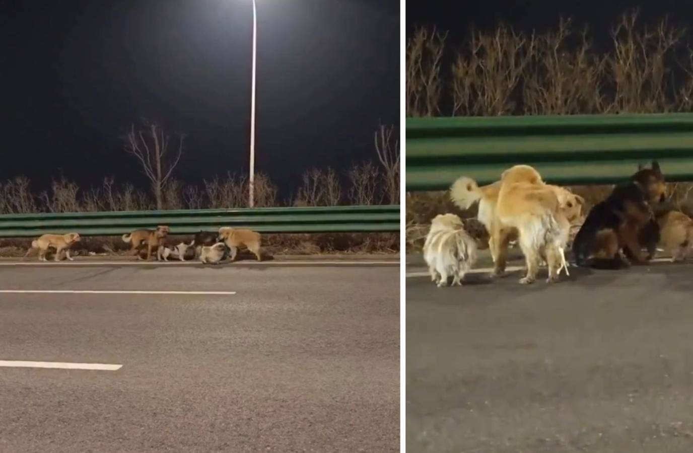 Miraculous Canine Escape: 7 Dogs Walk 17km Back Home