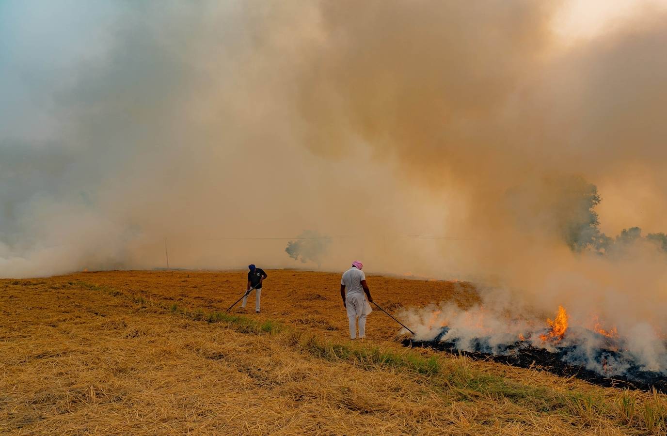 The Dark Truth Behind Punjab's Stubble Burning