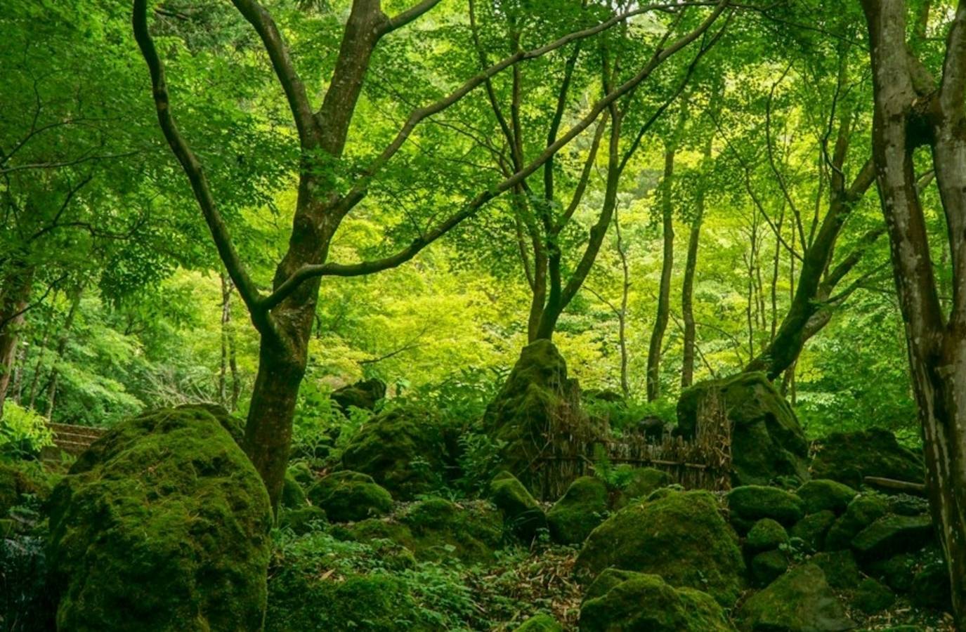 India's Environment Ministry Approves 1,000km Forest Plantation in Already Forested Land
