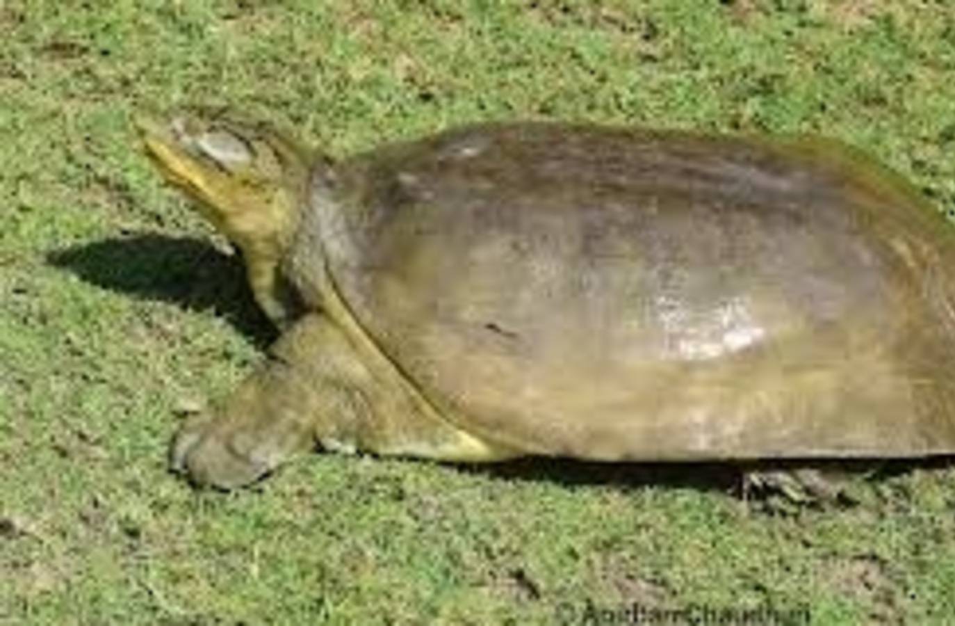 Rare Softshell Turtle Sighting at 2,950 ft Sparks Forest Survey