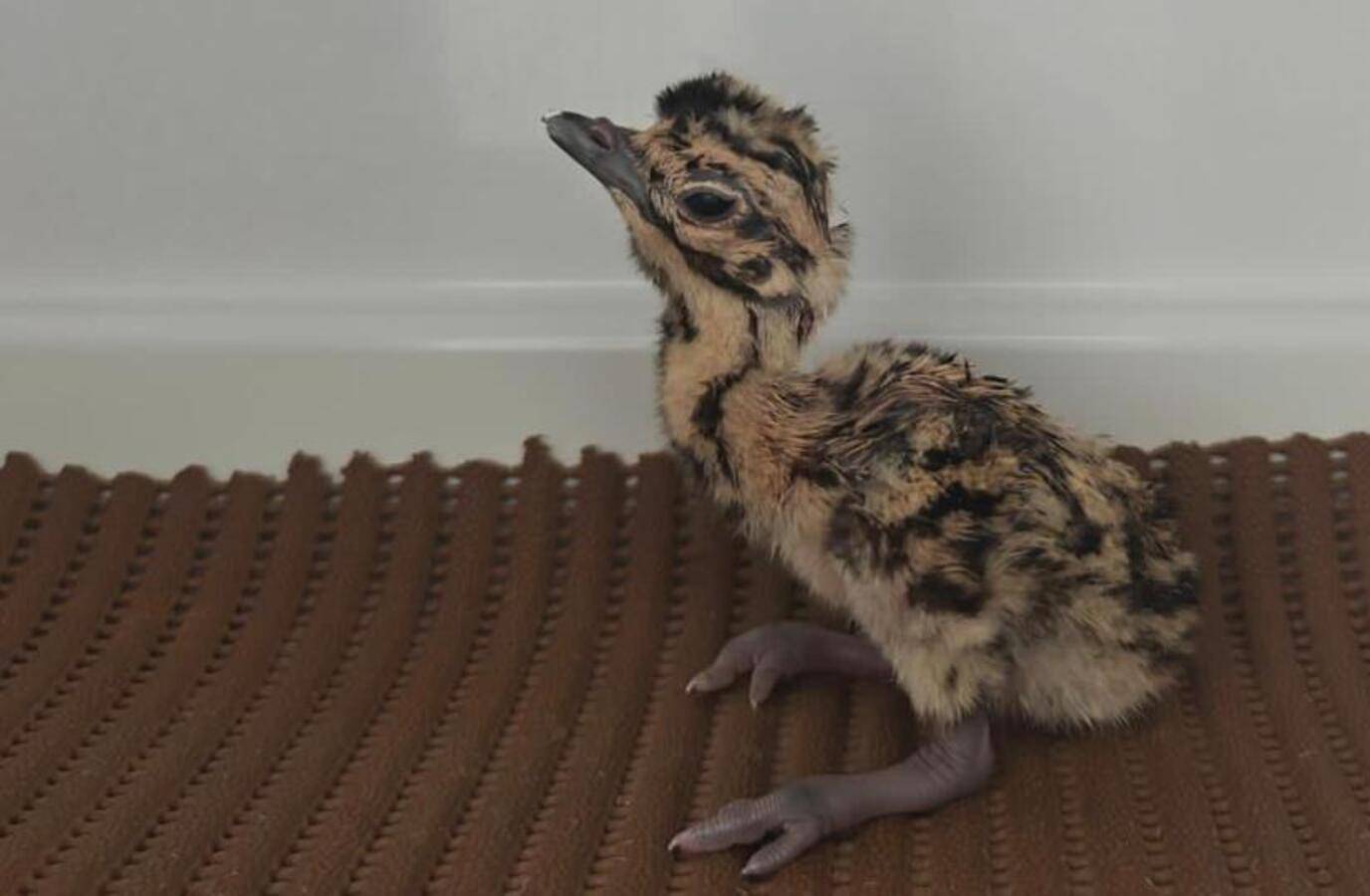 Rajasthan Sees Breakthrough in Great Indian Bustard Conservation