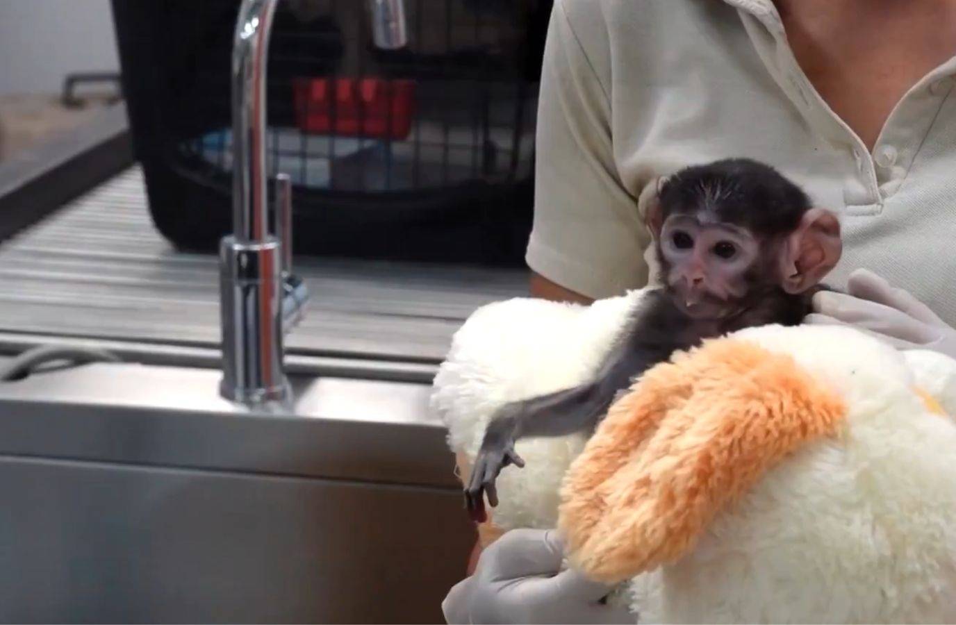Baby Monkey Yuji Wins Hearts with Plush Toy Cling at Mexico Zoo