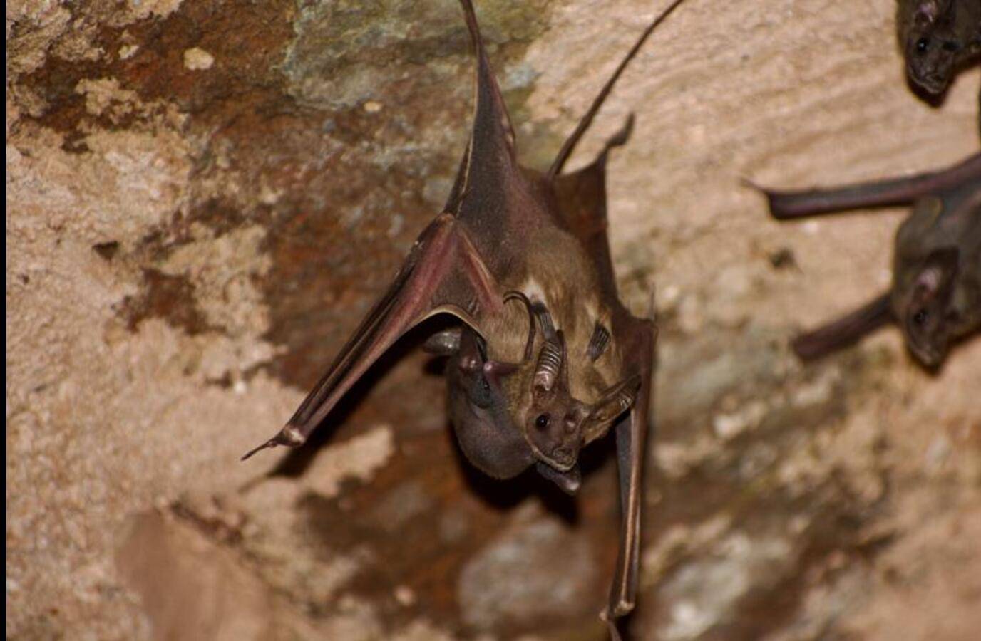 India's Bat Diversity Hotspots Revealed After 2-Decade Study