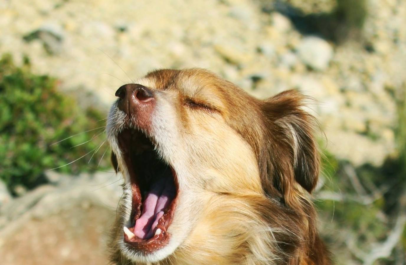 Uncovering the Hidden Meanings Behind Your Dog's Yawn