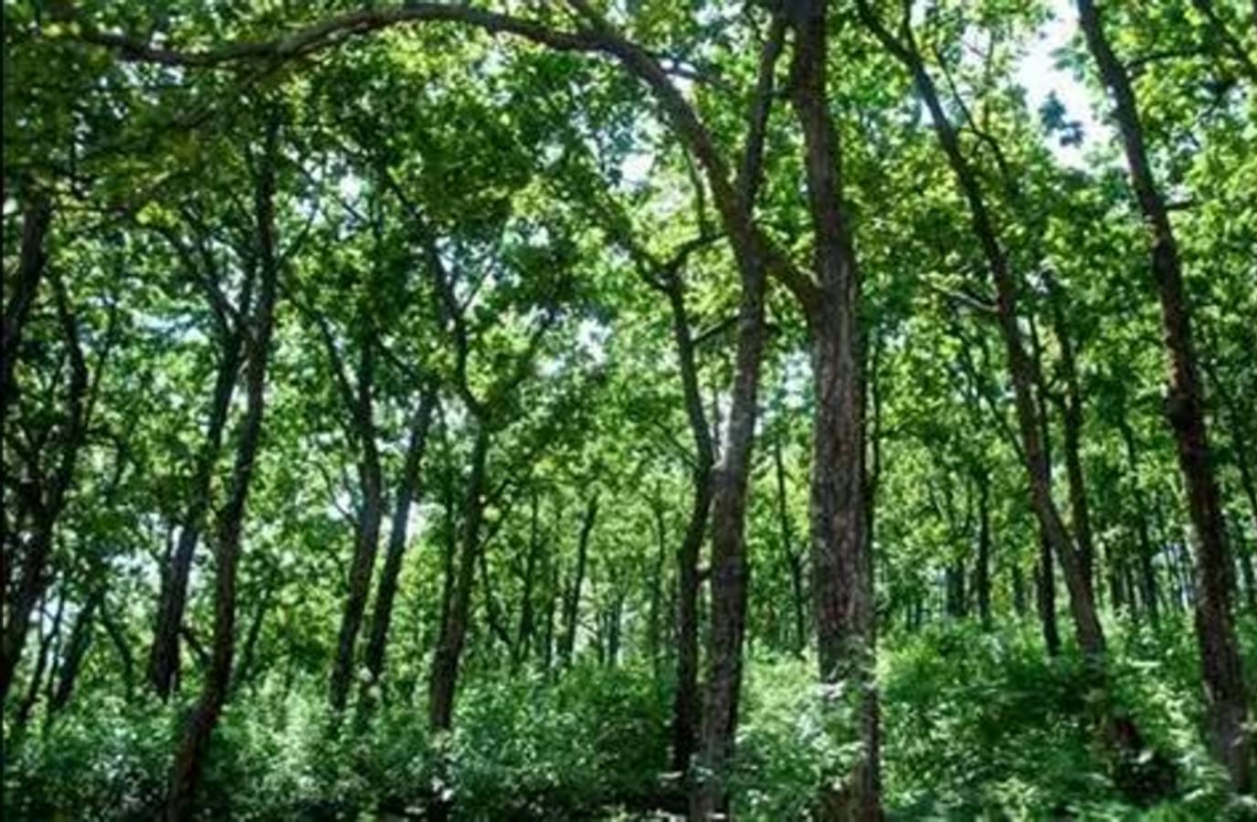India's Forests Poised to Absorb More Carbon Amid Climate Shifts