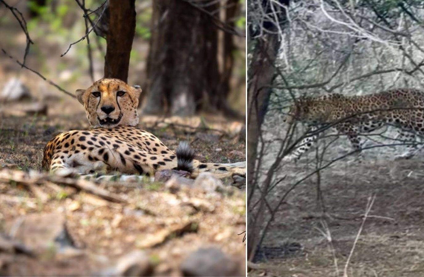 Rare Encounter: Tiger, Leopard, and Cheetah Spotted Together in Ranthambore Reserve