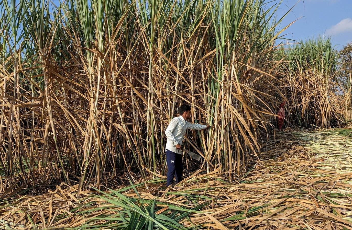 India Set to Overhaul Sugar Sector Rules to Boost Ethanol Output