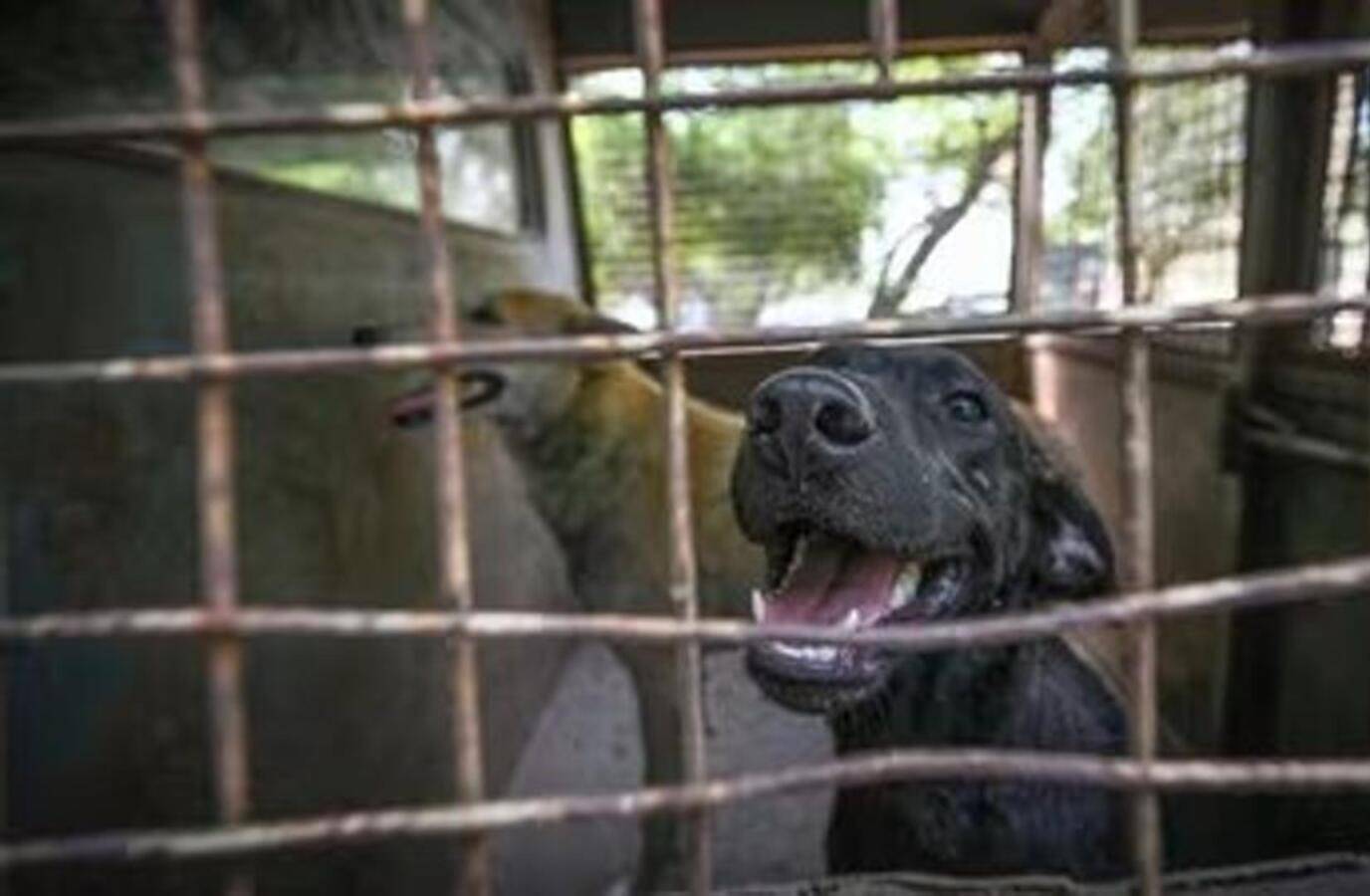 Nagaland Dog Meat Ban Verdict Split by Gauhati HC
