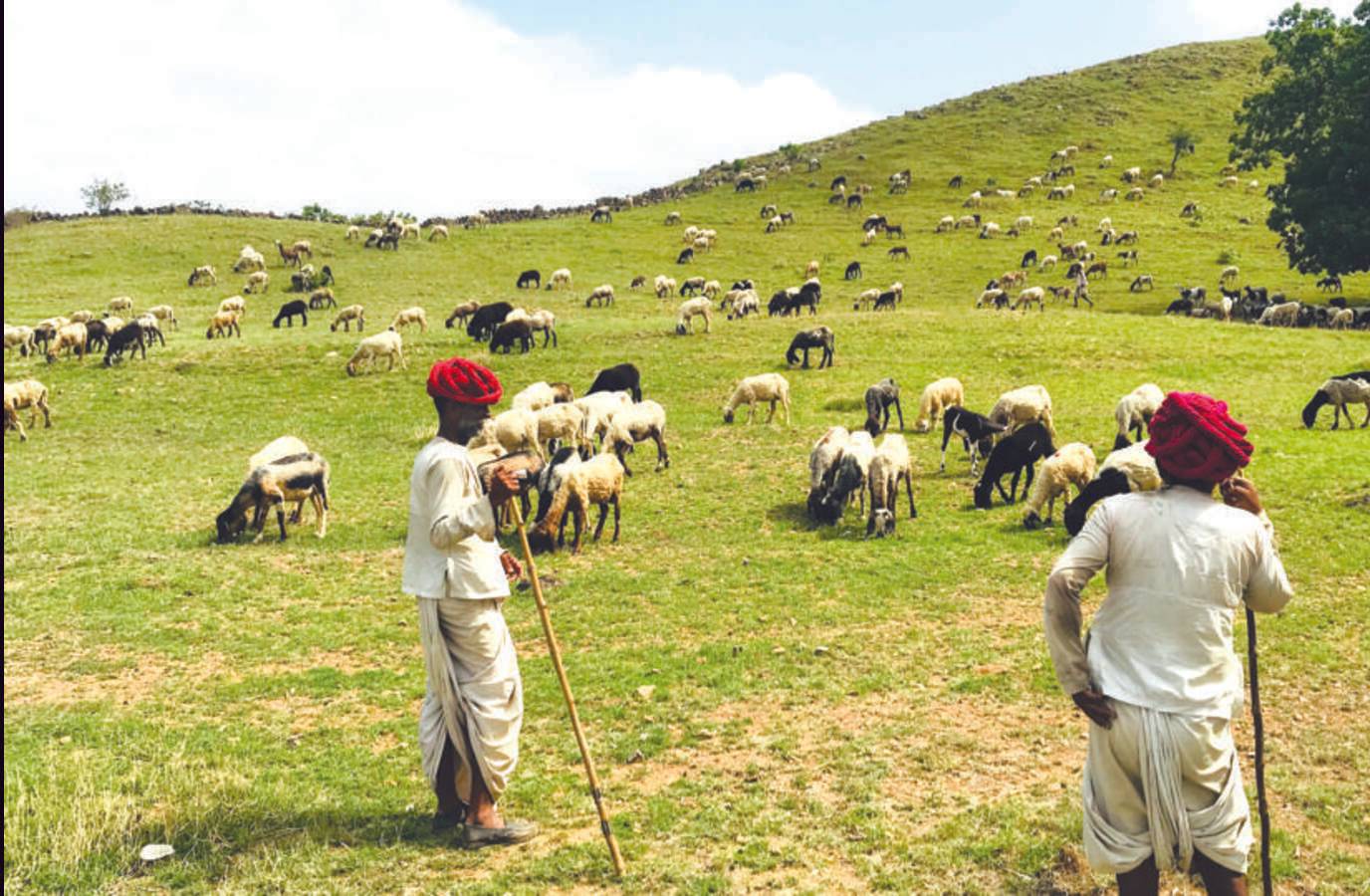 States Push for Grassland Conservation Amid Afforestation Concerns
