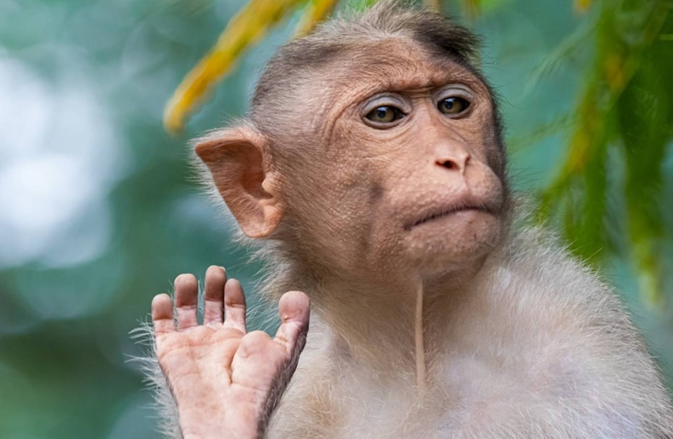 US Sailor Attacked by Monkey in Thailand Amid Iran Tensions