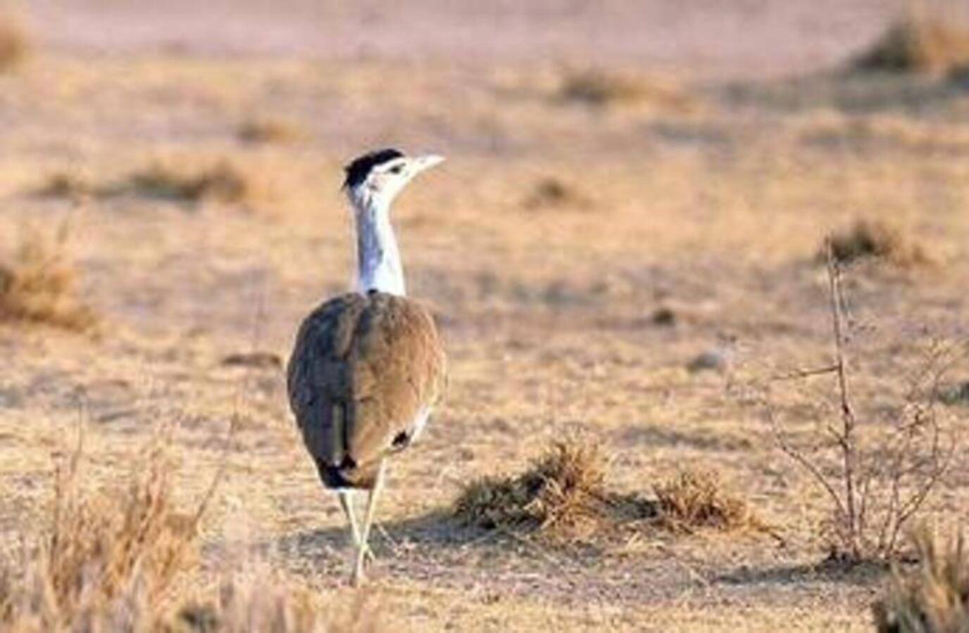 Wildlife Habitats Worldwide at Risk of Devastating Extreme Weather by 2050