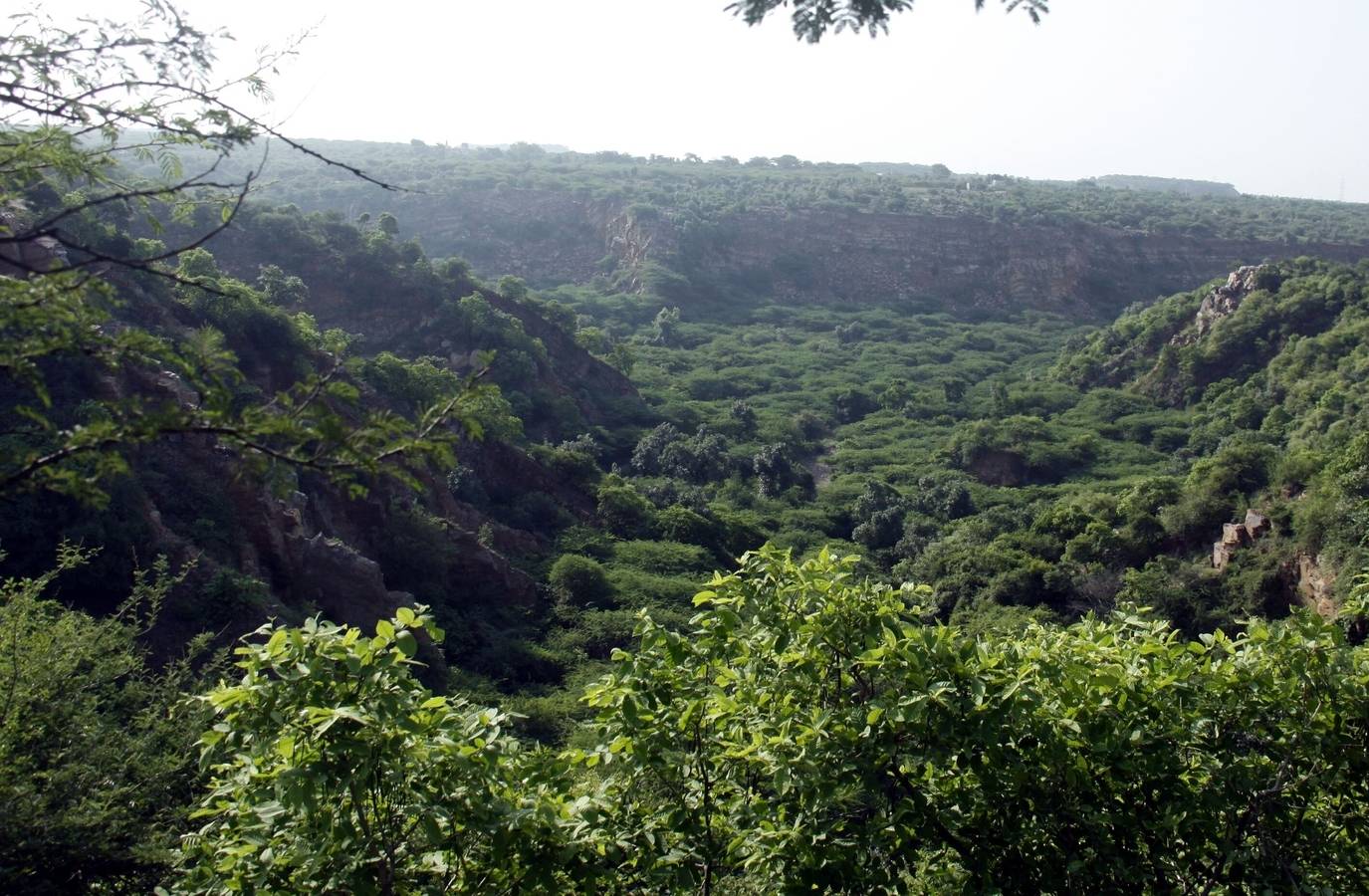 India Cracks Down on Forest Violators: Proof of Afforestation Required
