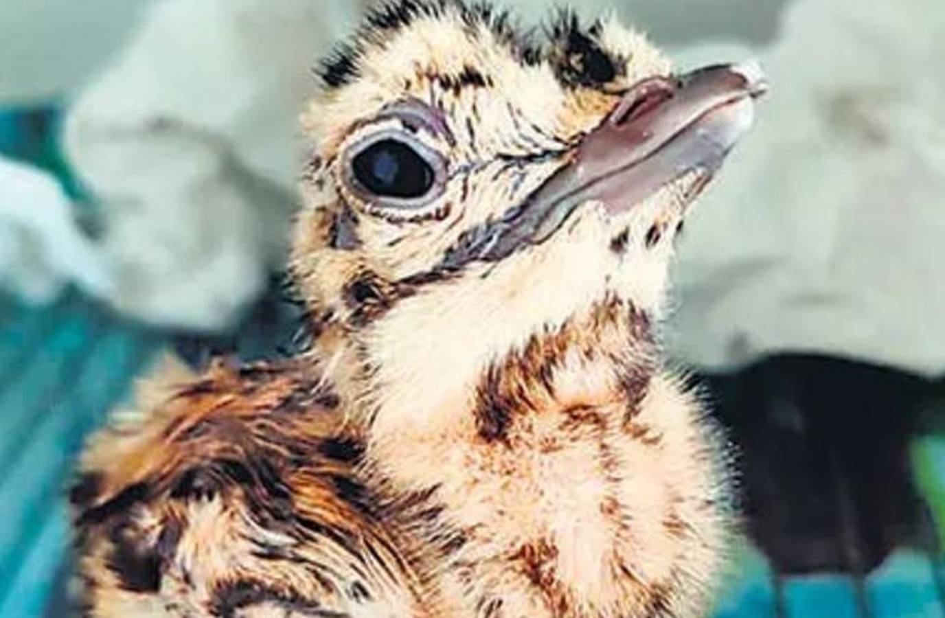 Missing Great Indian Bustard Chick Sparks Conservation Concerns in Kutch