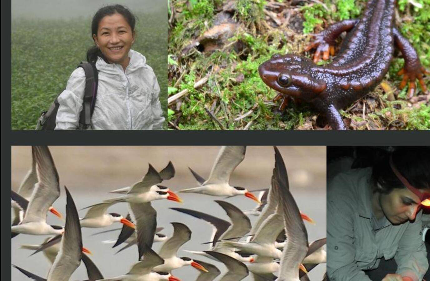 Indian Conservationists Win Prestigious Whitley Awards for Wetland Species Protection