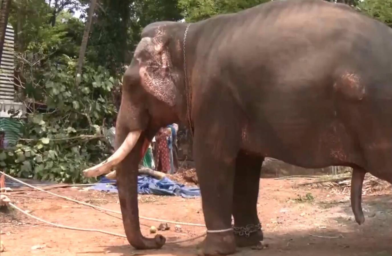 Elephant's Frenzied Rampage Leaves One Dead in Kochi Temple