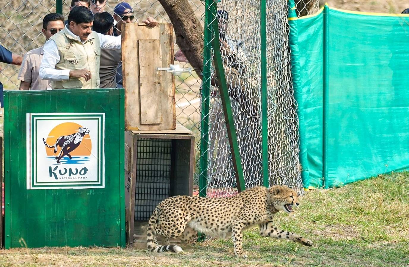 MP Earns 'Cheetah State' Tag After Successful Reintroduction of Two More Big Cats