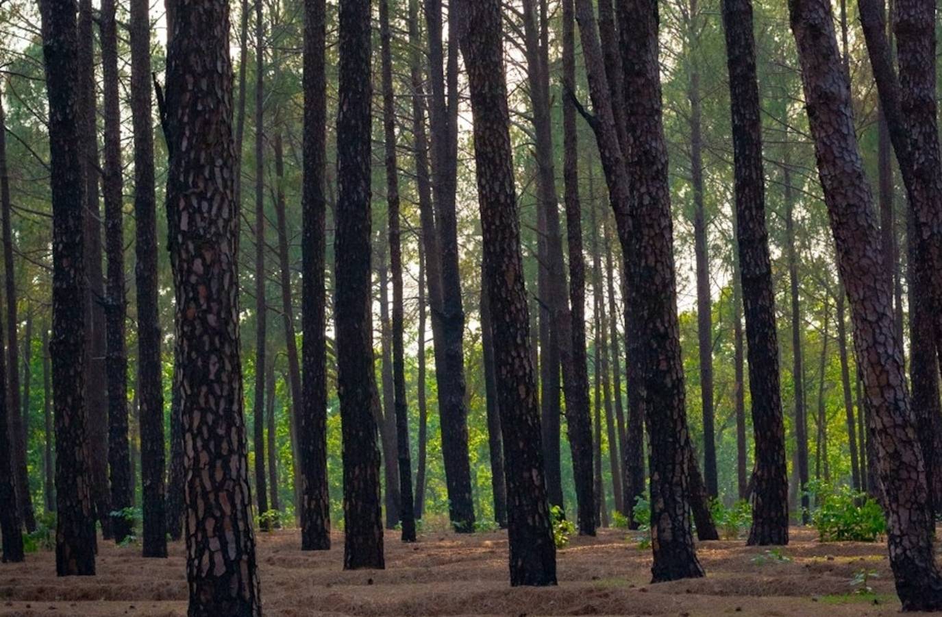 Mistaken Identity Leads to Wrong Burial in Jharkhand