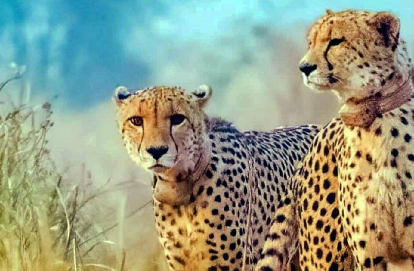 Cheetahs Head to Gujarat's Banni Grasslands in Historic Reintroduction