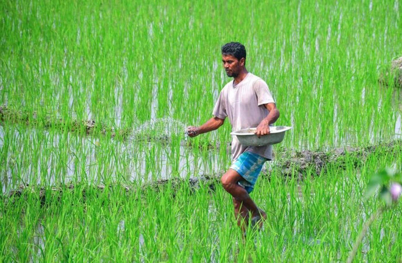 India's Fertiliser Output Sees Slight Uptick Amid Ongoing Shortage