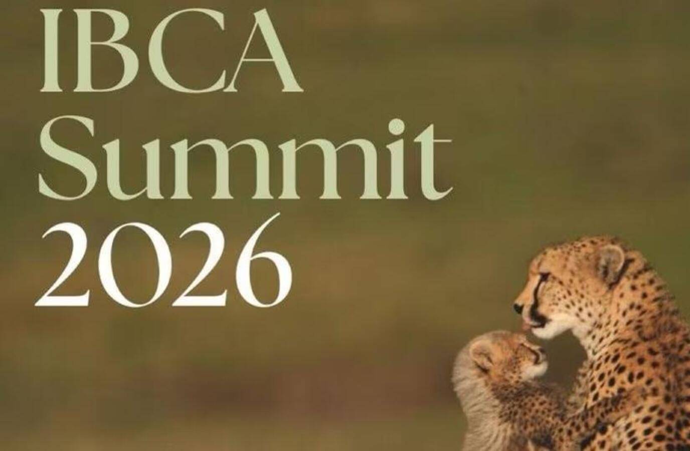 India Postpones International Big Cat Alliance Summit Amidst Global Conservation Efforts