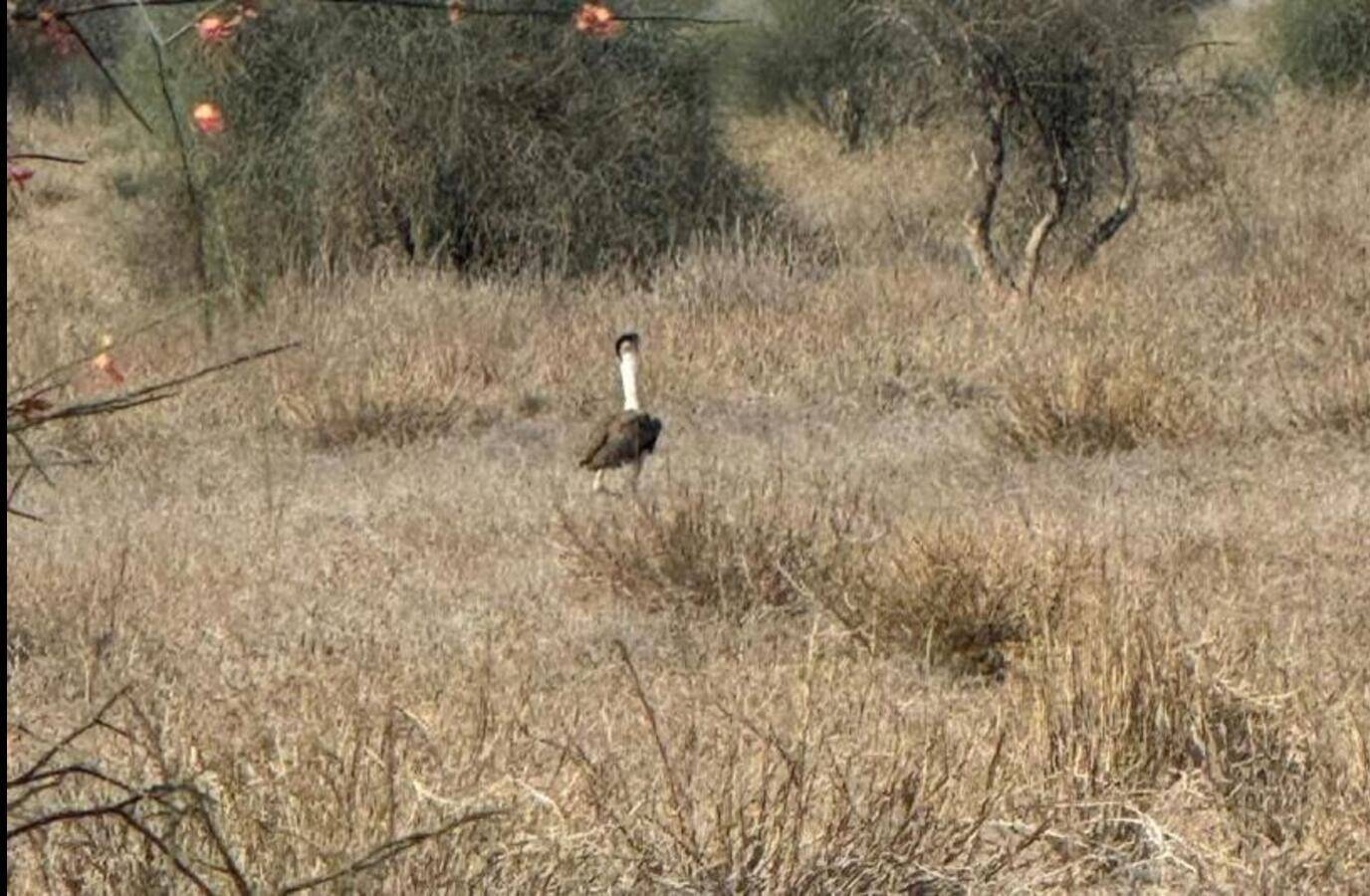 Rare Sighting: 9 Critically-Endangered Great Indian Bustards Spotted Together in Rajasthan