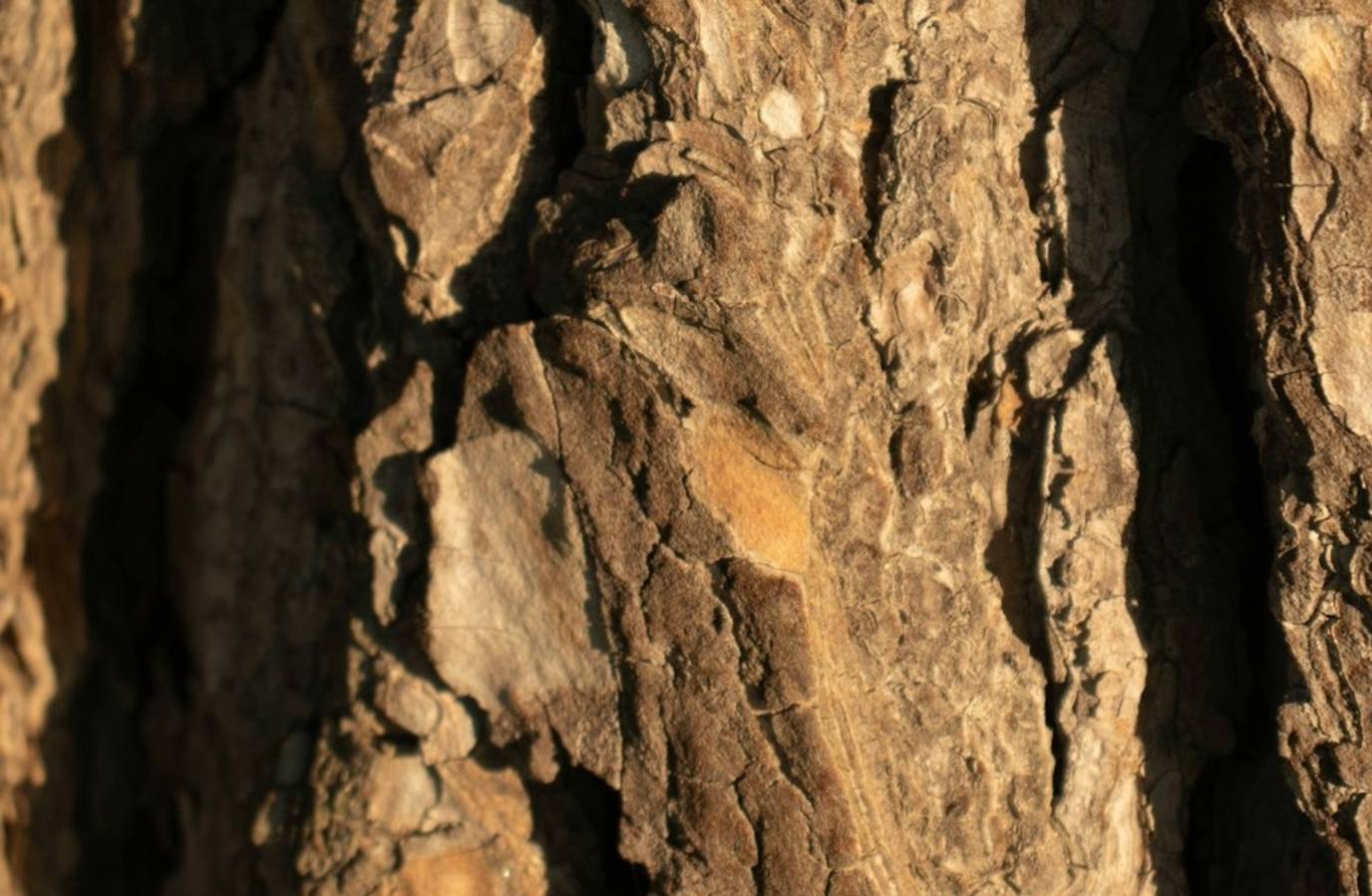 Polystrate Fossils Spark Debate Over Biblical Flood Theory
